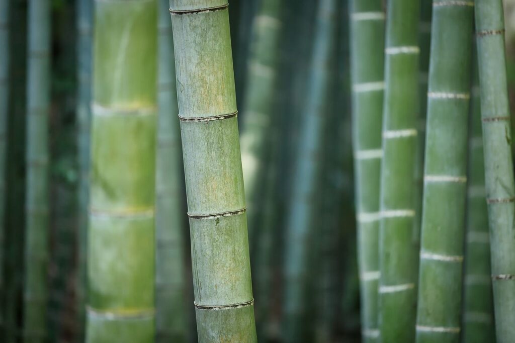 bamboo