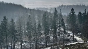 Ways to Stop Deforestation