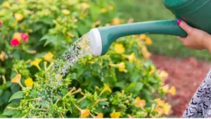 how to sustainable grow organic garden