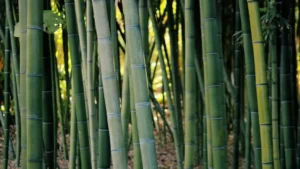 Bamboo Poles