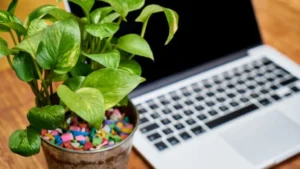 eco-bloggers-toolkit-2026-everything-you-need-to-start-and-grow-your-sustainable-blog